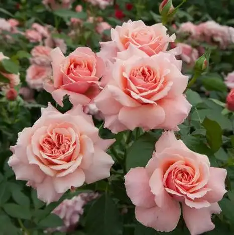 Fără parfum - Trandafiri - Botticelli ® - 